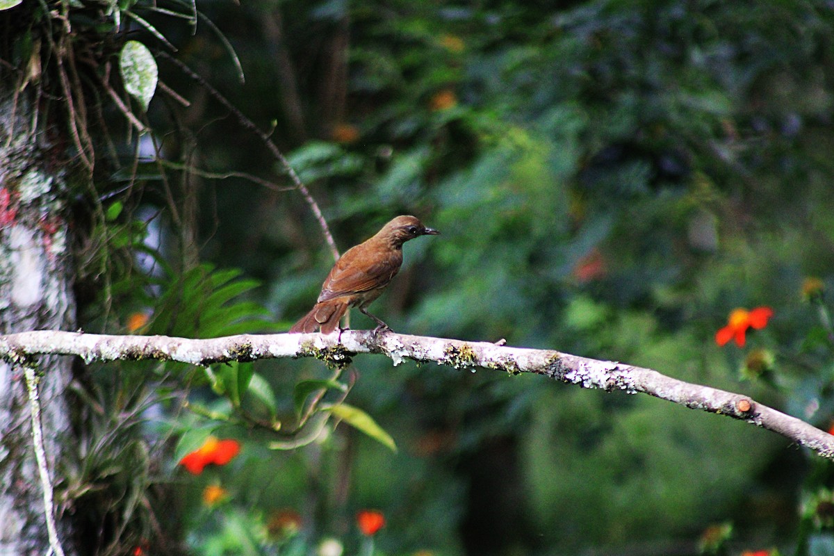 Cocoa Thrush - ML647024765