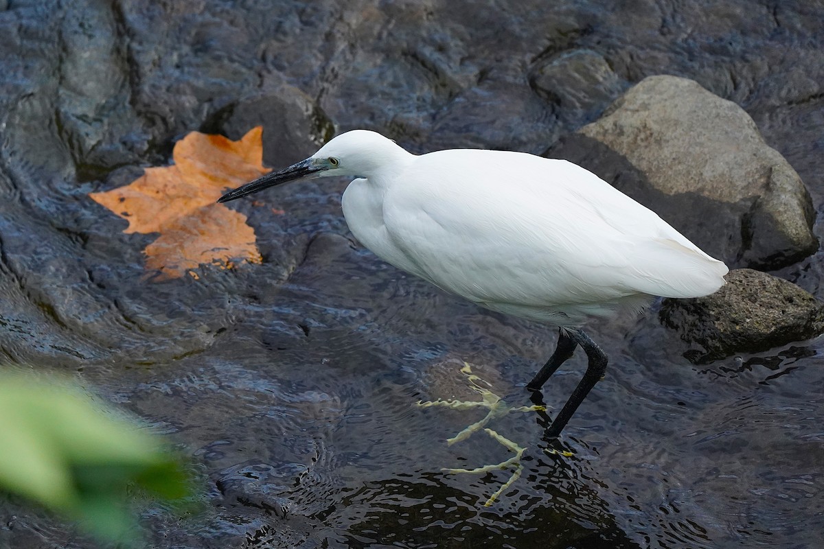 silkehegre - ML647024766