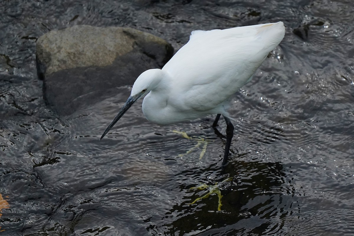 silkehegre - ML647024767