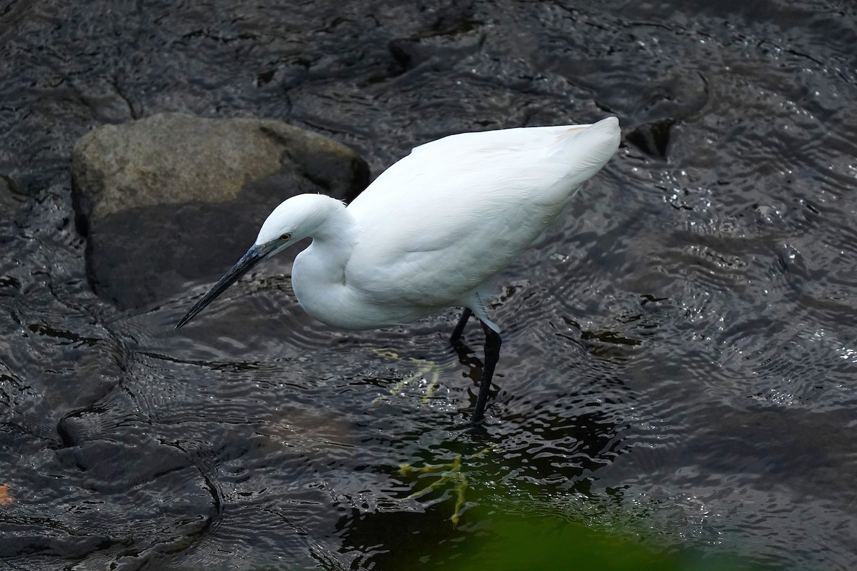 silkehegre - ML647024768