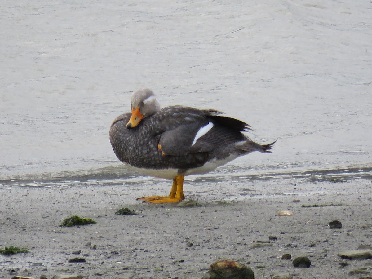 オオフナガモ - ML647024770