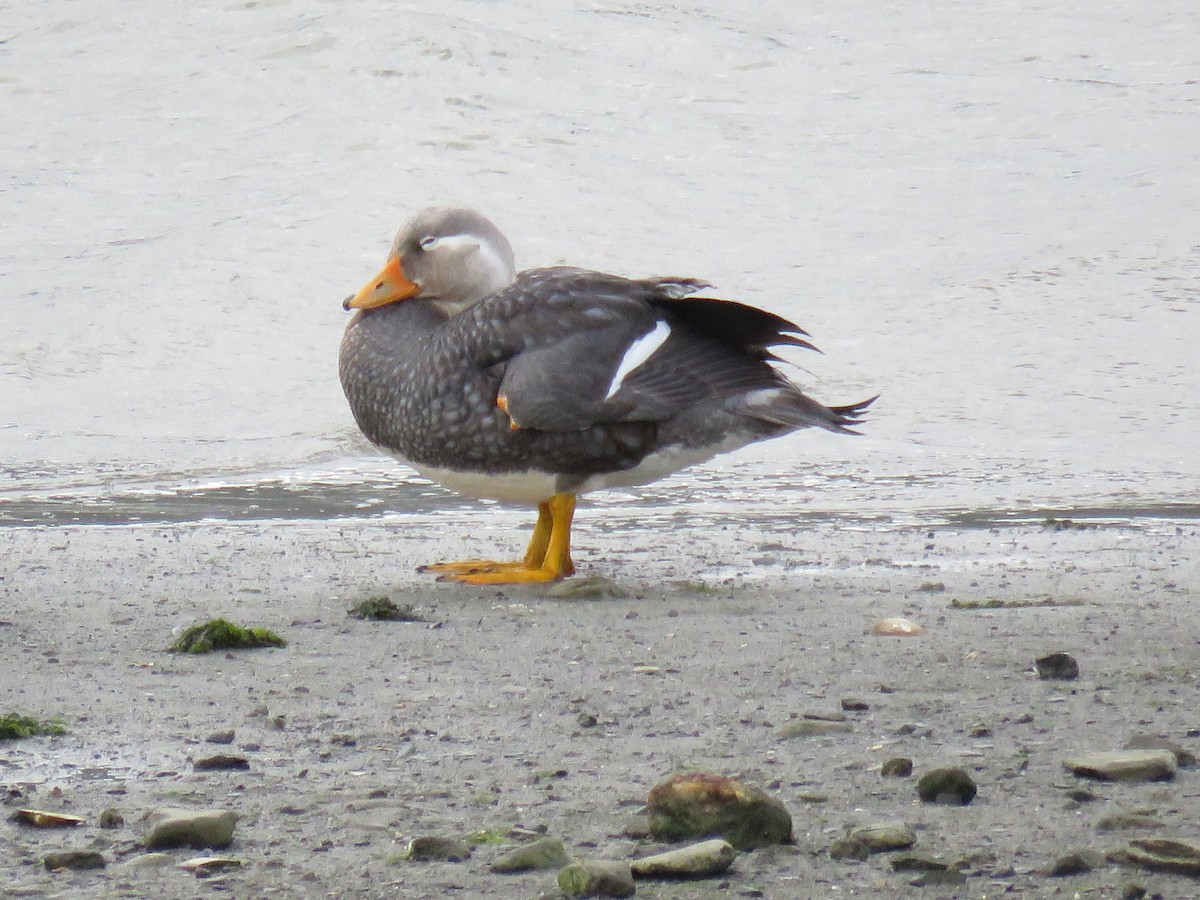 オオフナガモ - ML647024771