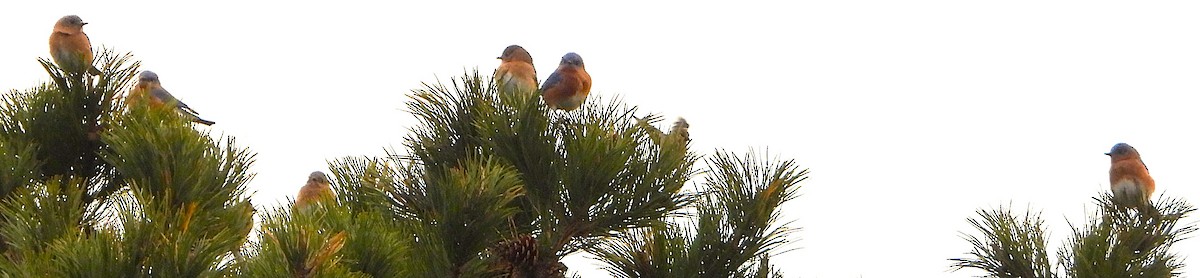 Eastern Bluebird - ML647024776