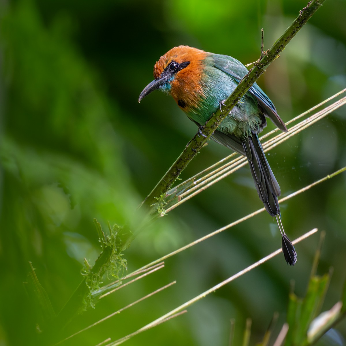 Broad-billed Motmot - ML647024784