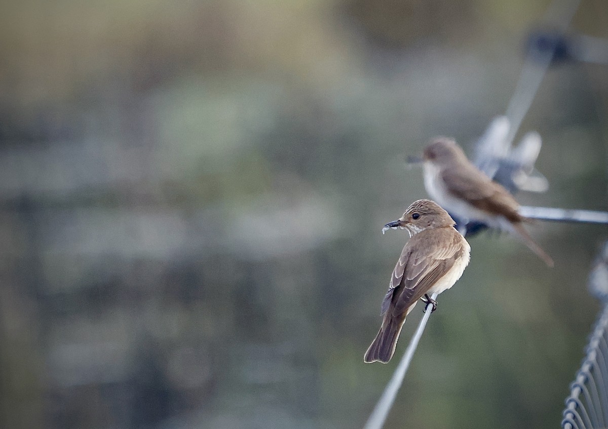 Spotted Flycatcher - ML647024792