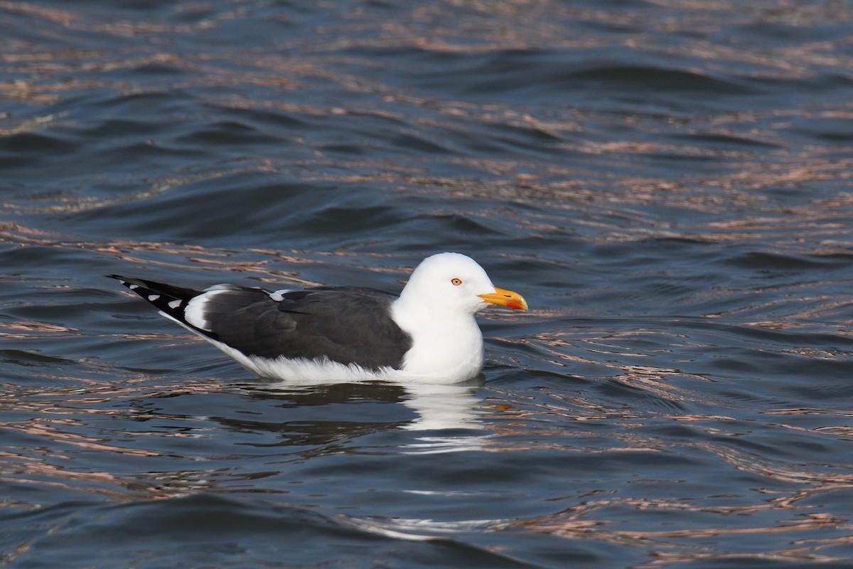 Lesser Black-backed Gull - ML647024802