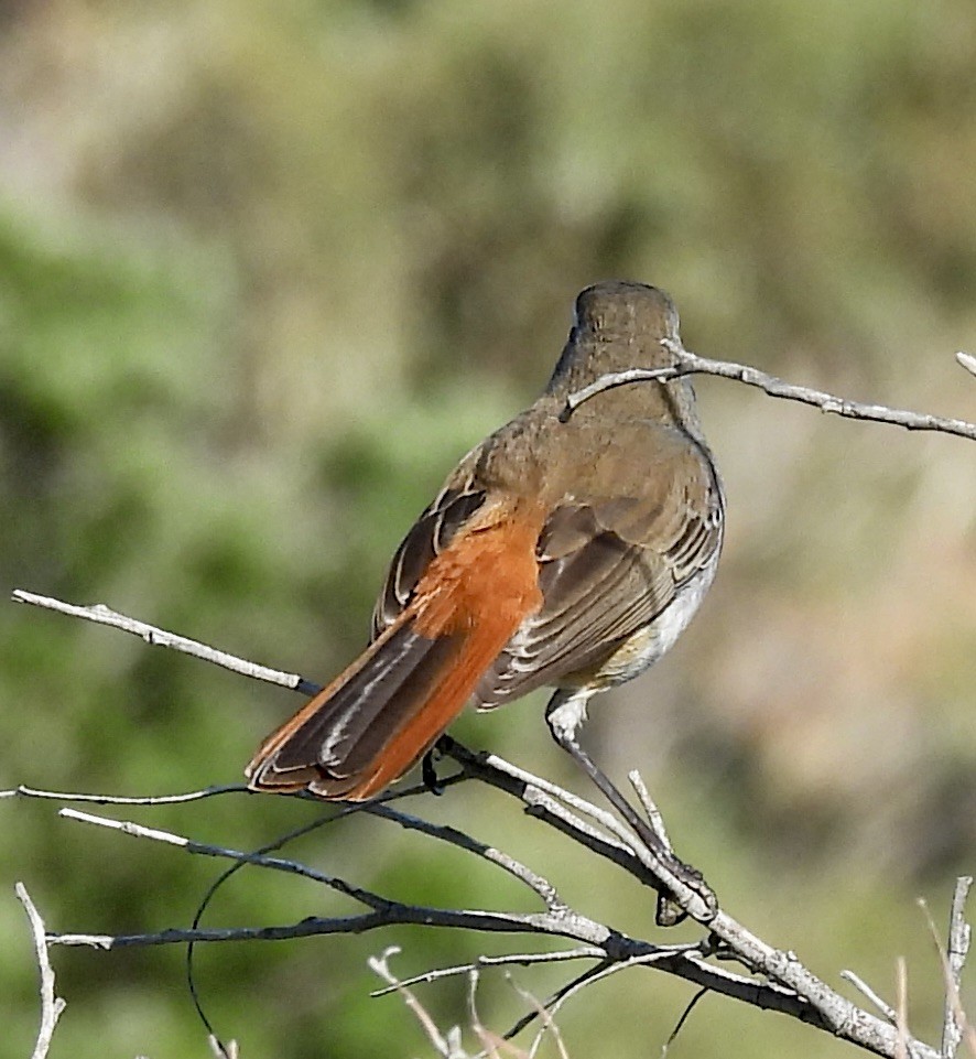 Альзакола бура - ML647024813