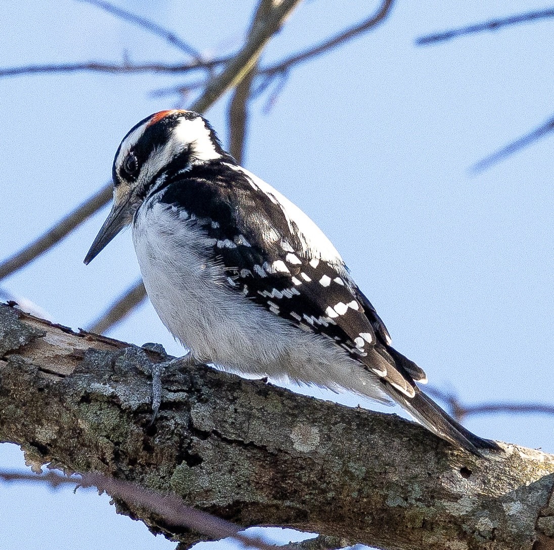 Hairy Woodpecker - ML647024815