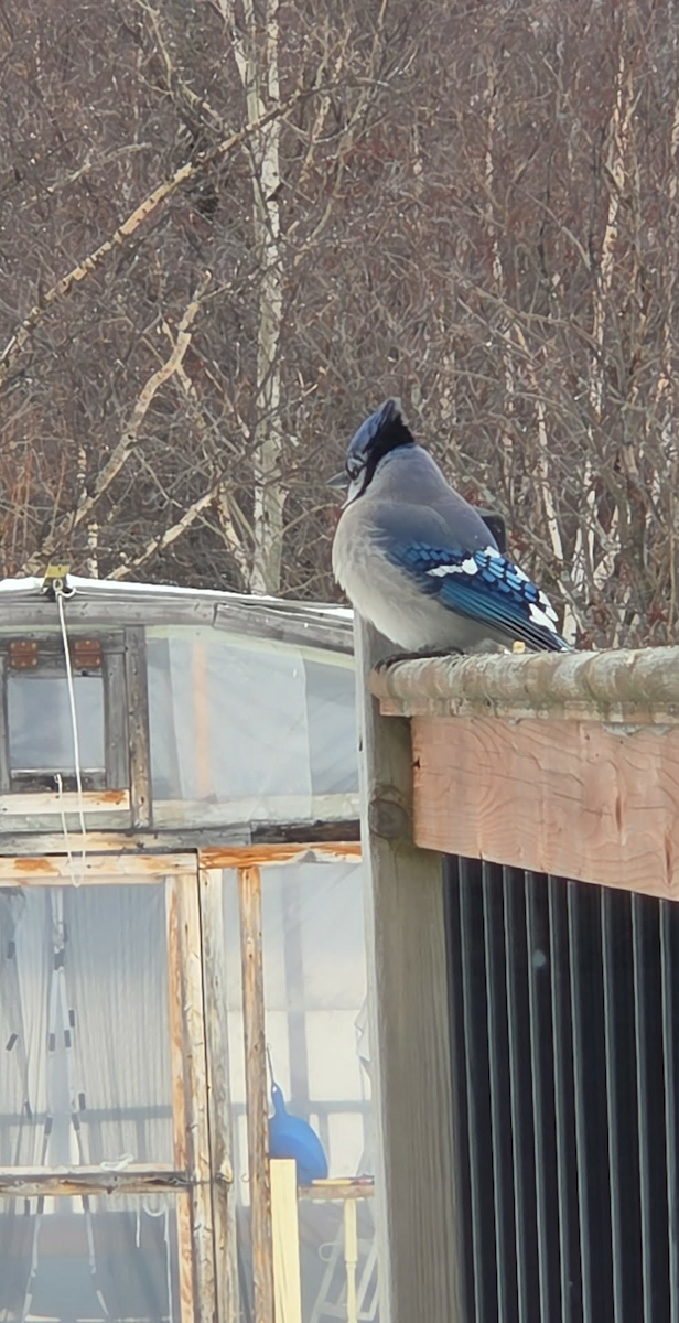 Blue Jay - ML647024827