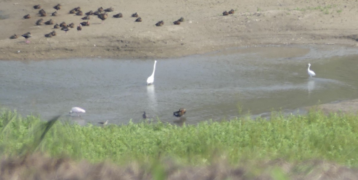 Zuhaitz-ahate mokogorria - ML647024836