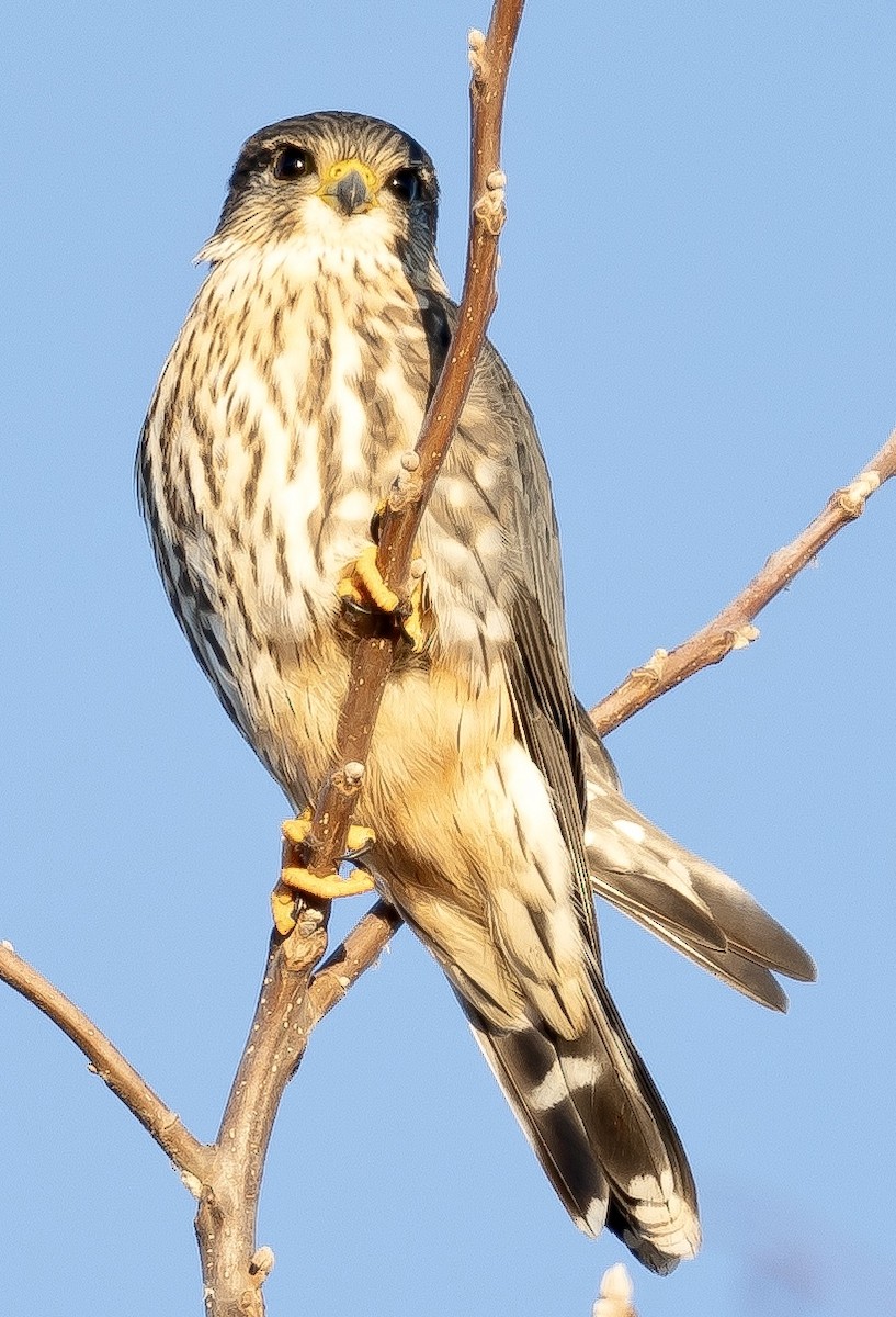 Merlin - ML647024837