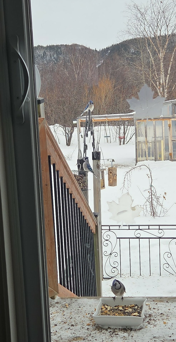 Blue Jay - ML647024838