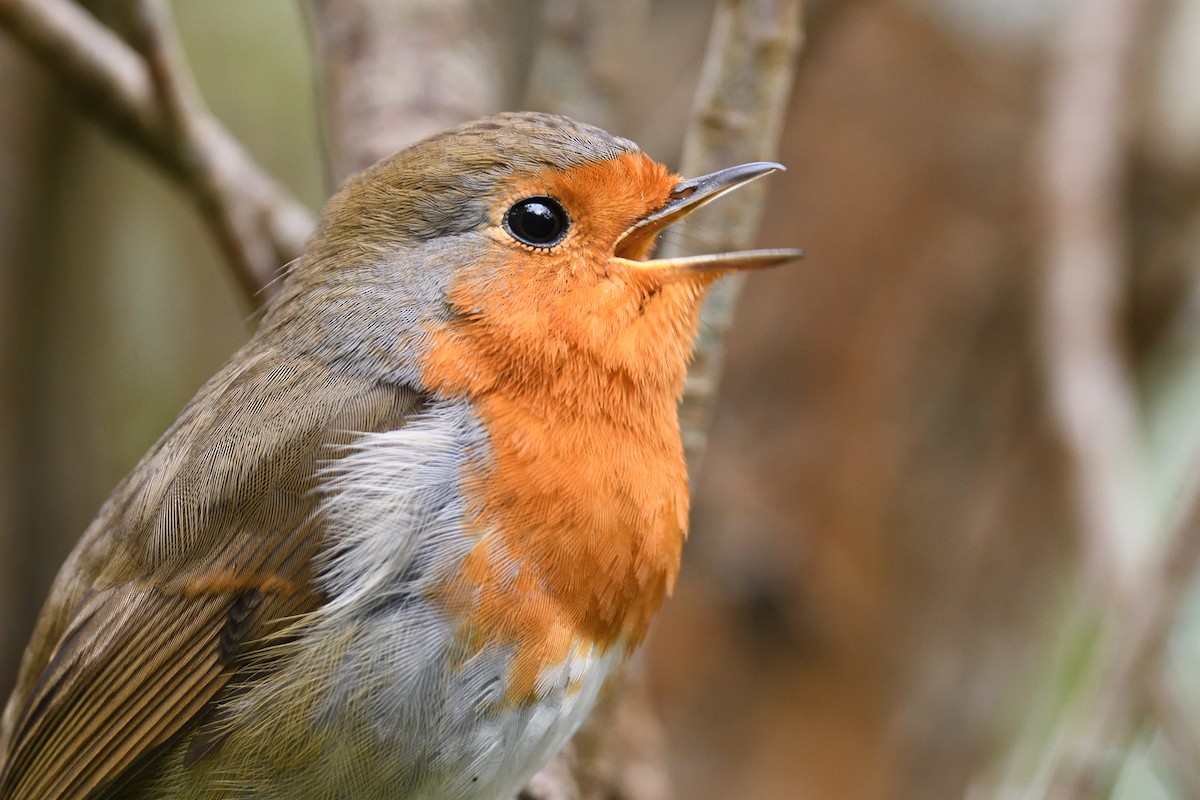 European Robin - ML647024840