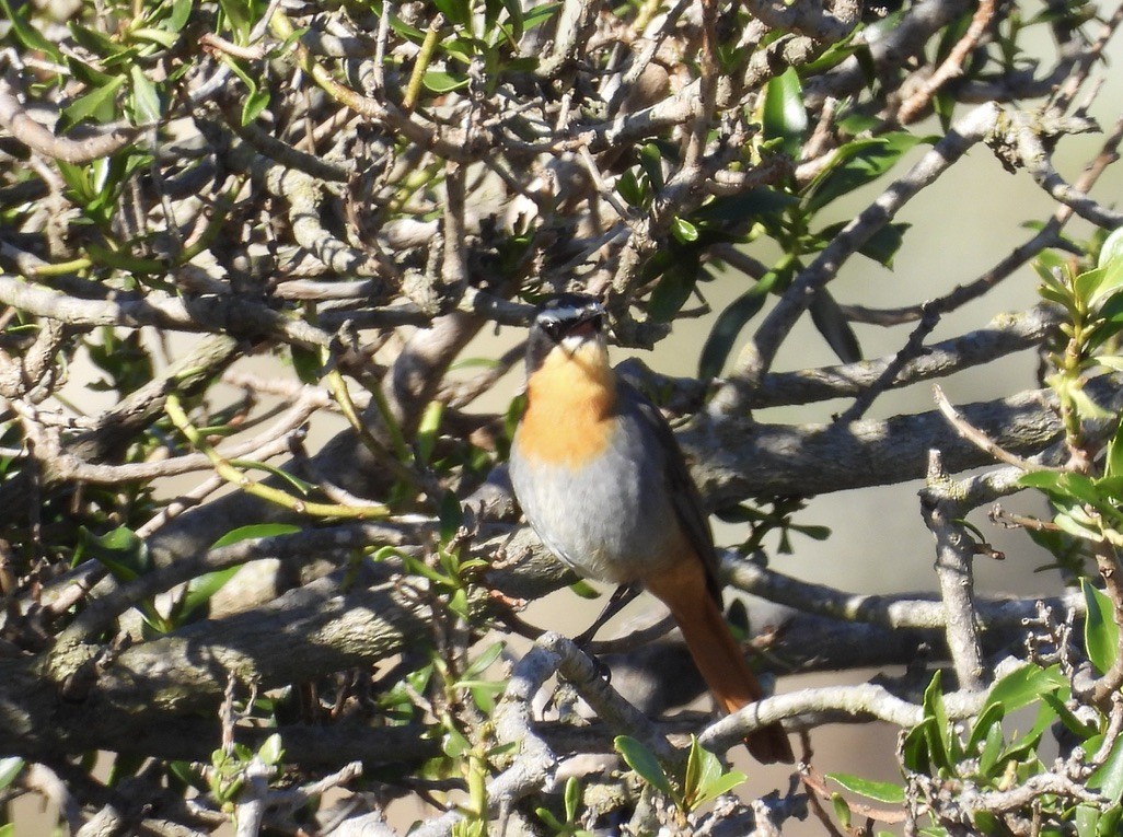 Золотокіс садовий - ML647024843