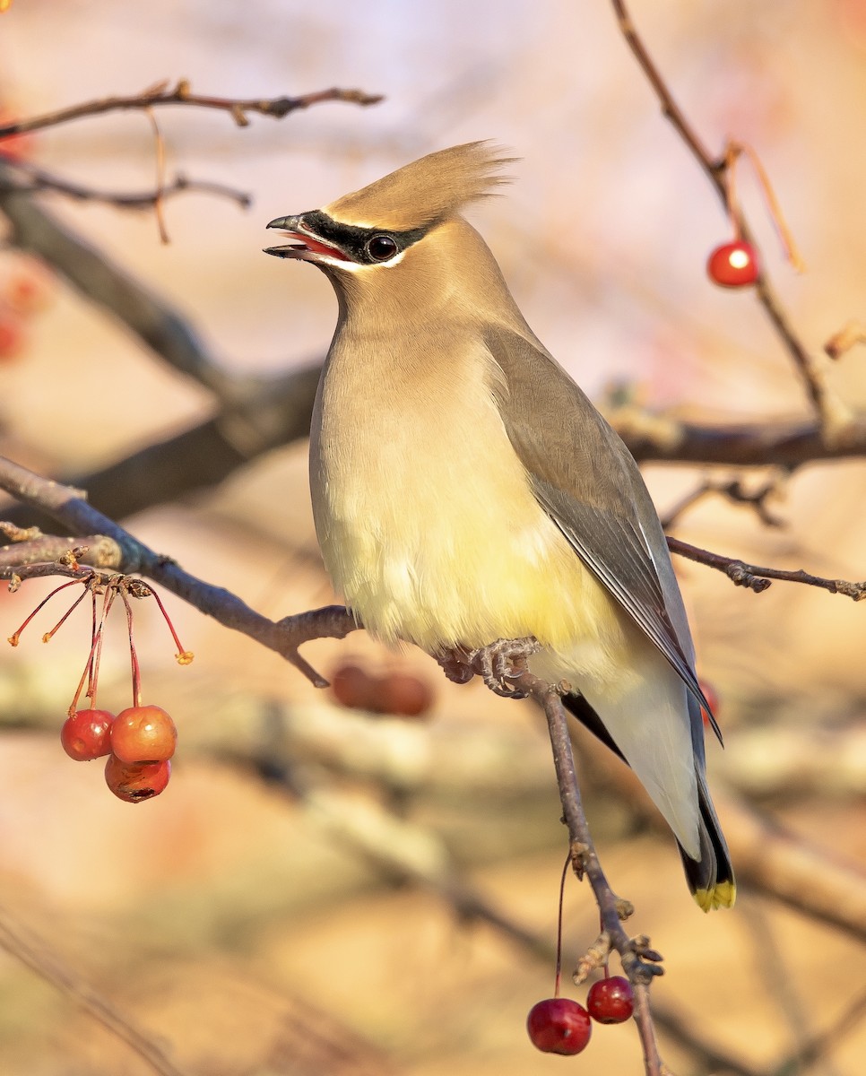 Cedar Waxwing - ML647024852