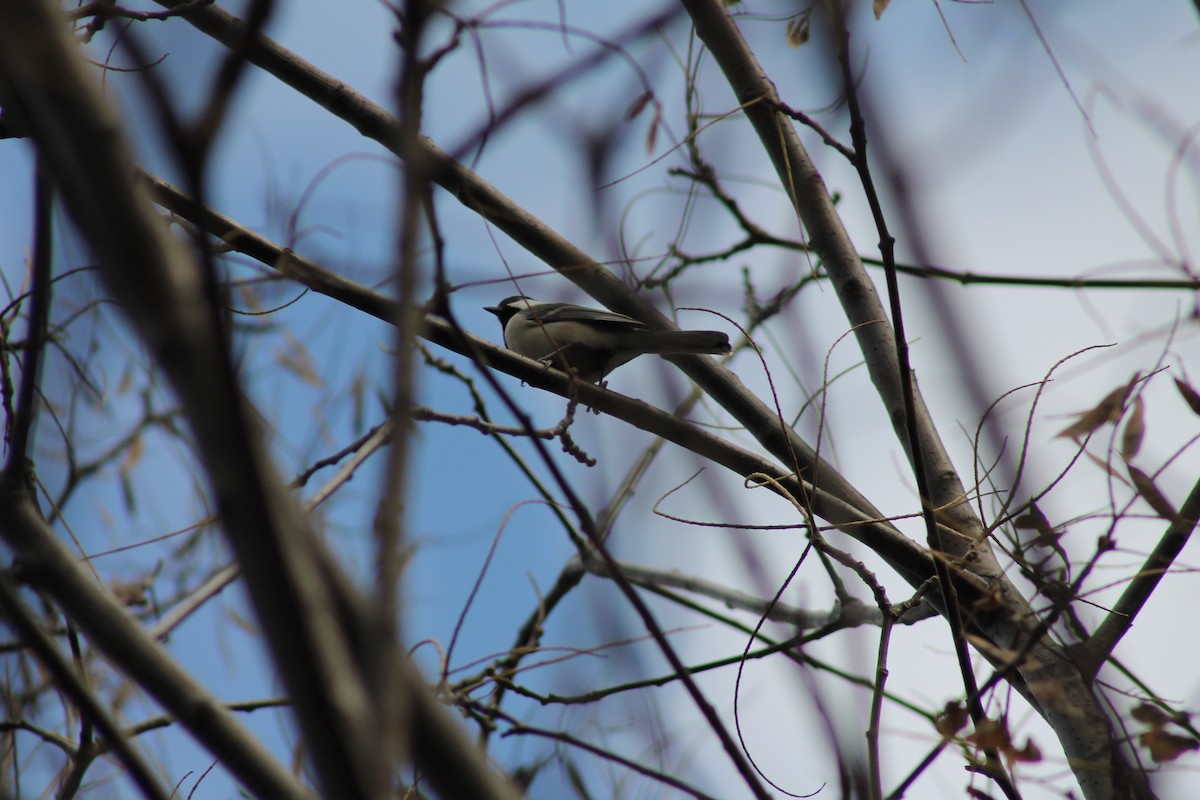 Asian Tit (Japanese) - ML647024860