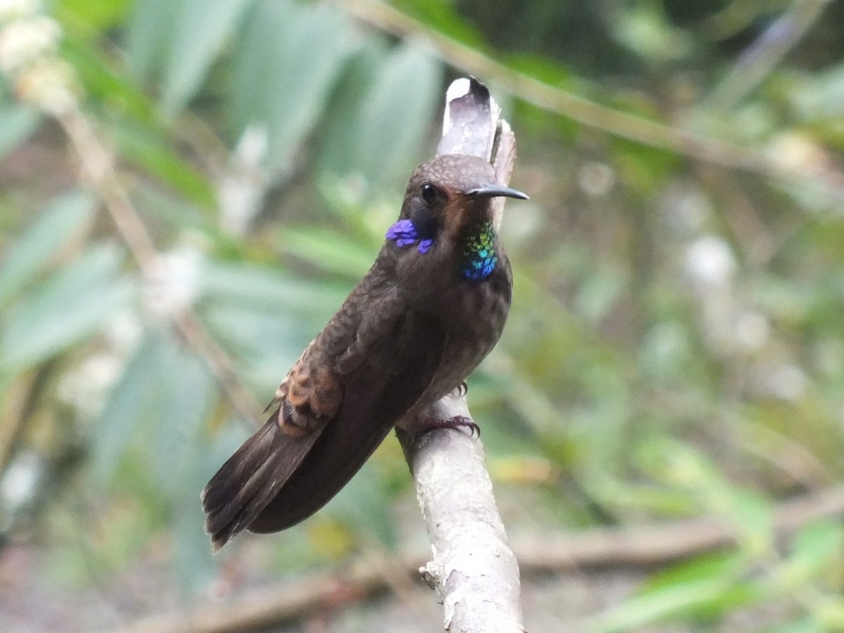 Braun-Veilchenohrkolibri - ML647024861