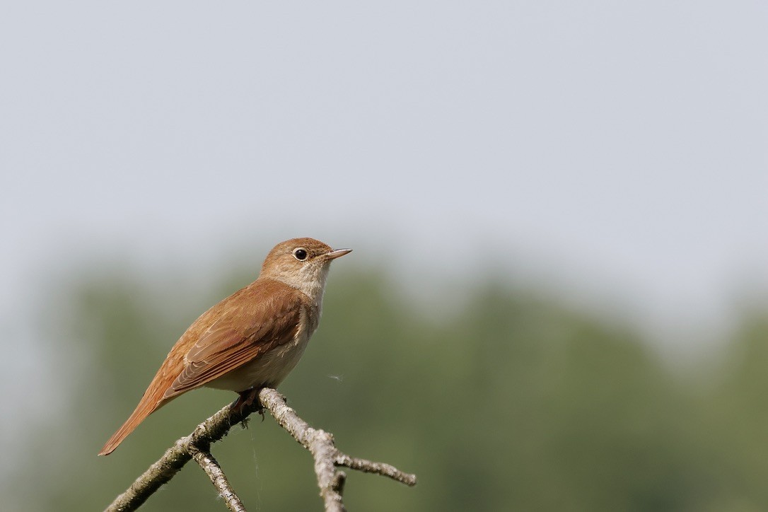 Common Nightingale - ML647024864