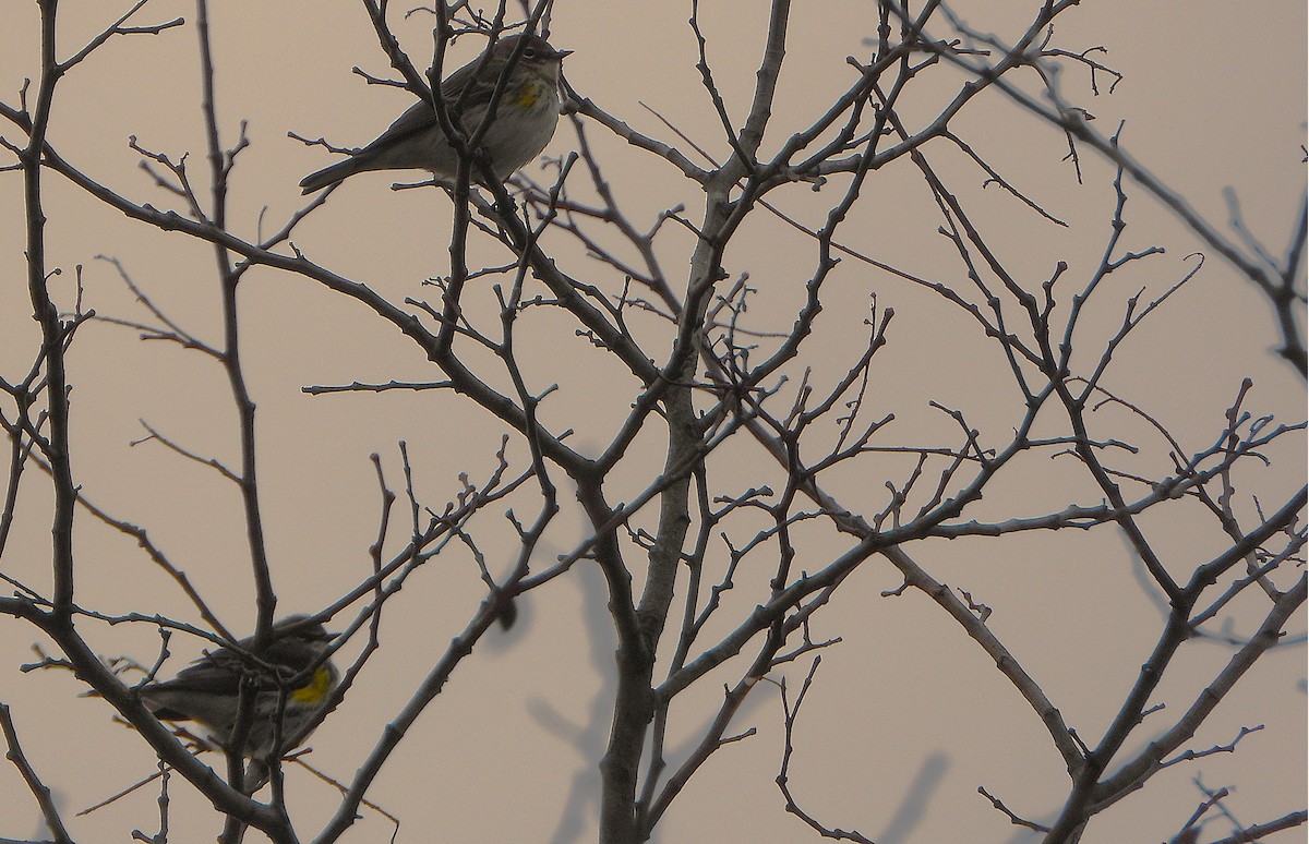 Yellow-rumped Warbler - ML647024867