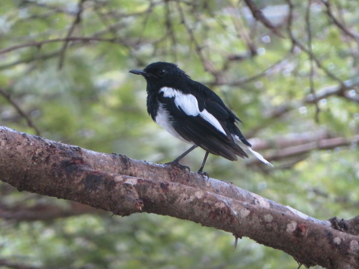 Oriental Magpie-Robin - ML647024869