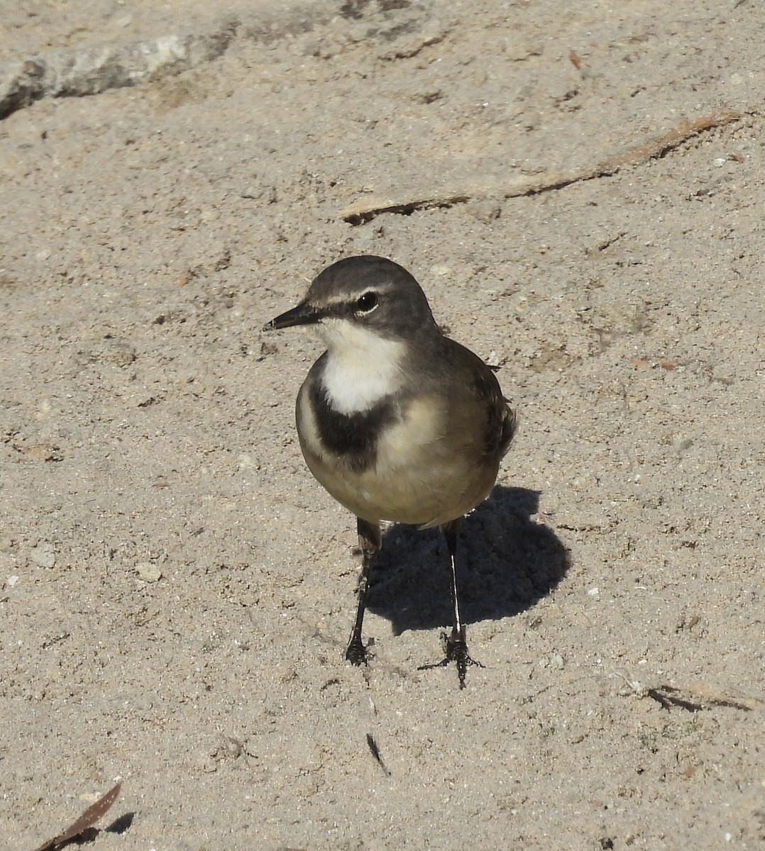 Cape Wagtail - ML647024872