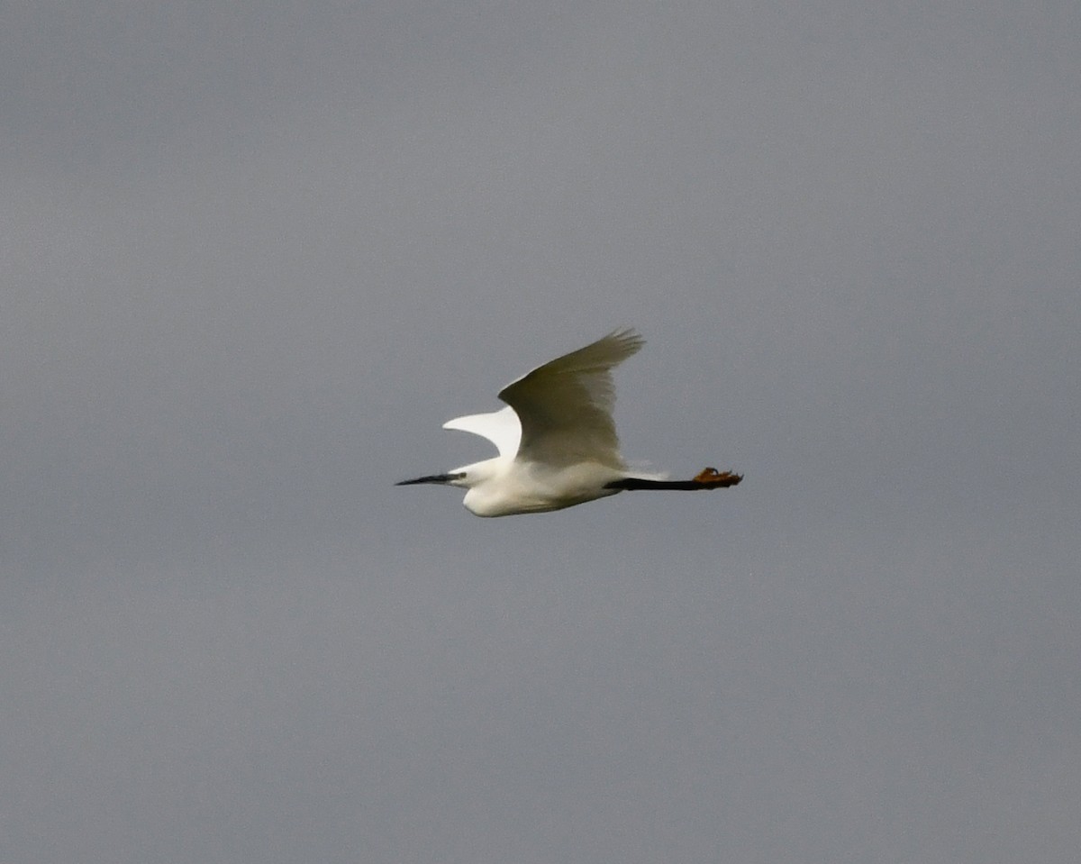 silkehegre (garzetta) - ML647024874