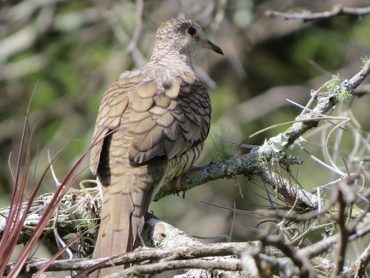 holoubek mexický - ML647024875