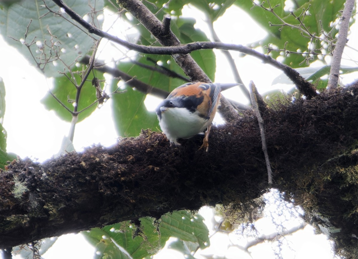 Rufous-backed Sibia - ML647024888