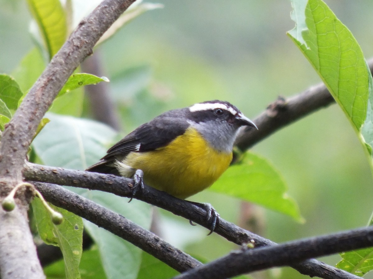 Sucrier à ventre jaune - ML647024890