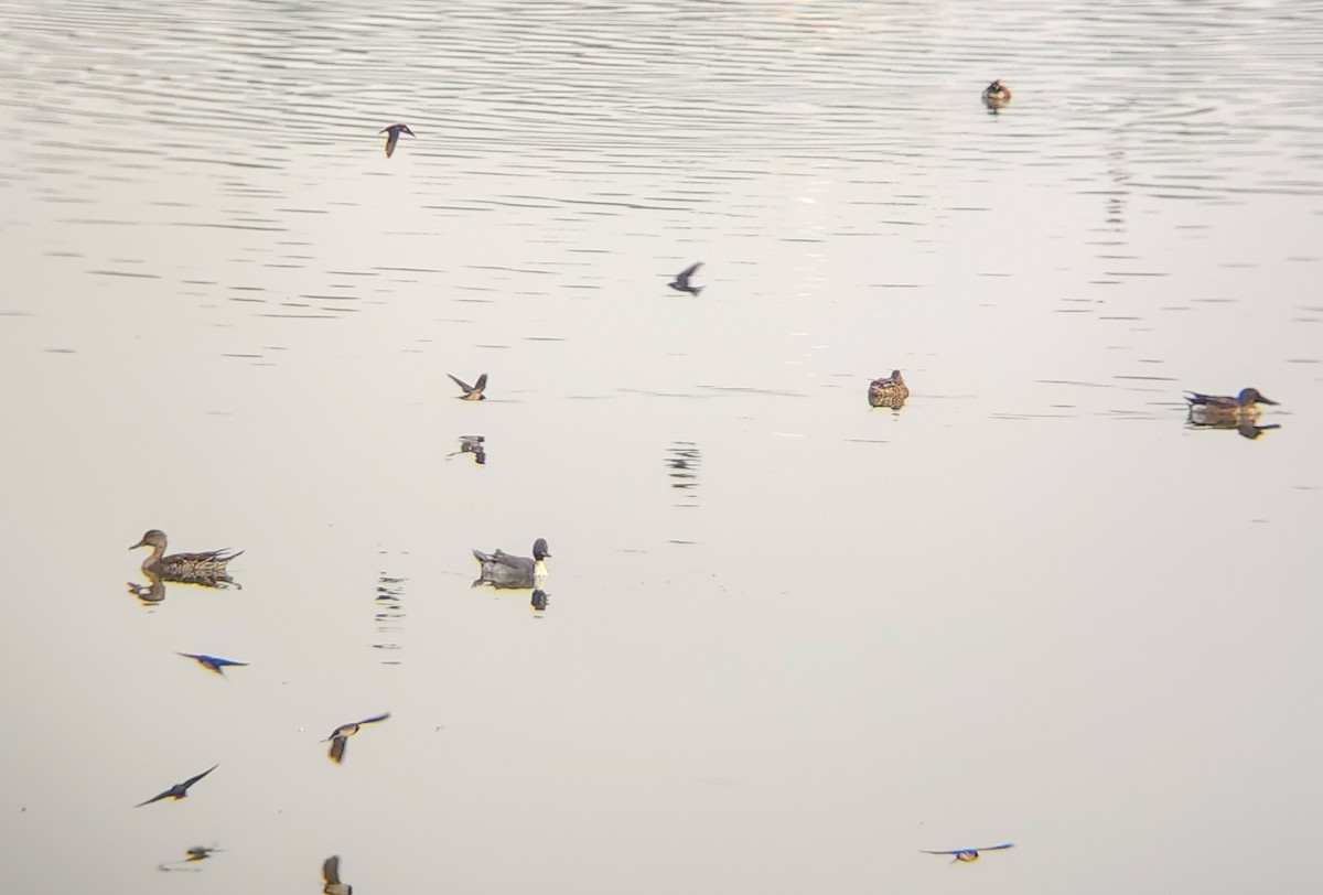 ostralka štíhlá - ML647024893