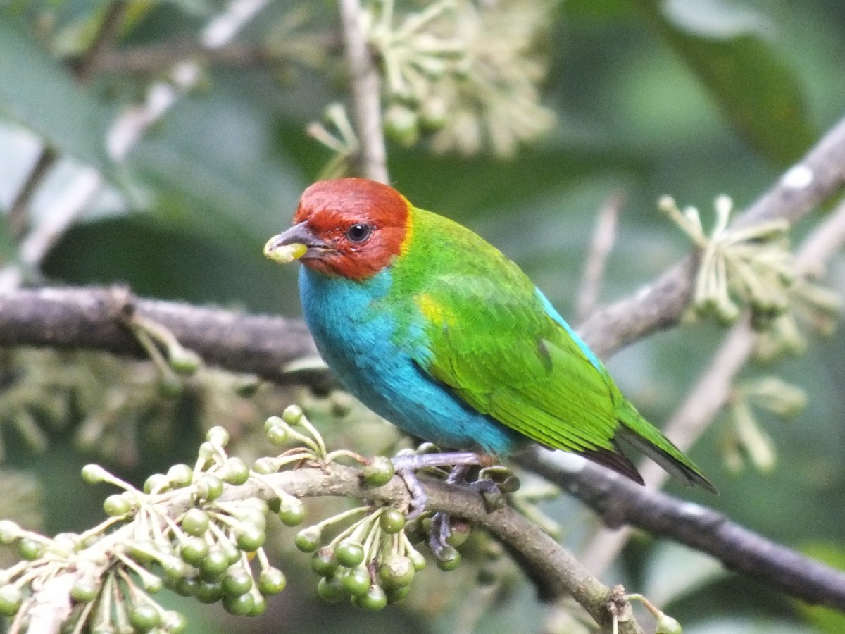 チャガシラフウキンチョウ - ML647024895