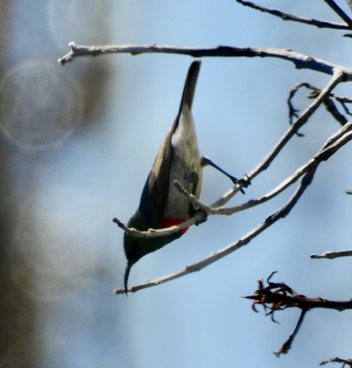 Нектаркові sp. (sunbird sp.) - ML647024897