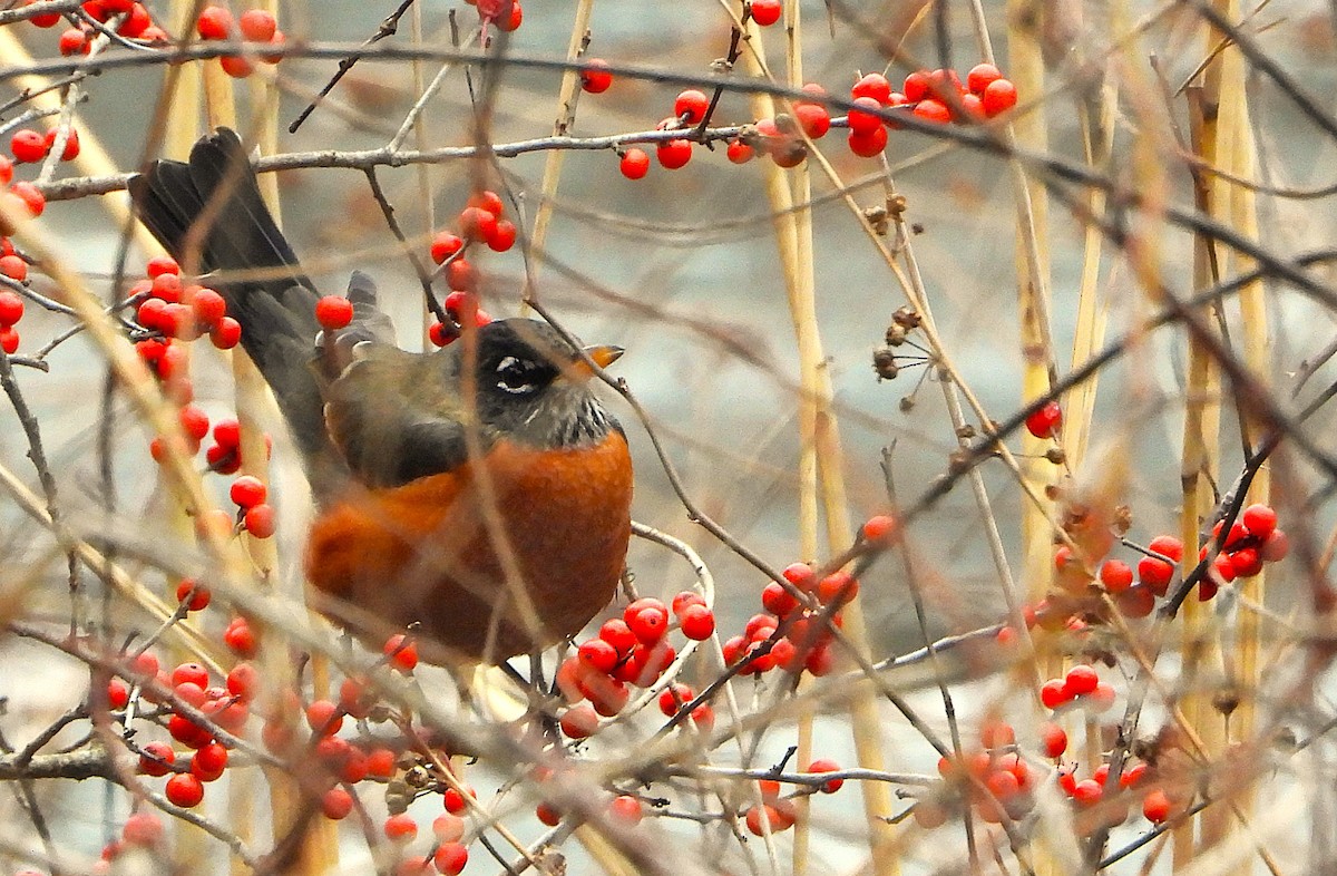 American Robin - ML647024898