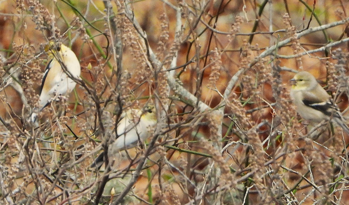 American Goldfinch - ML647024907