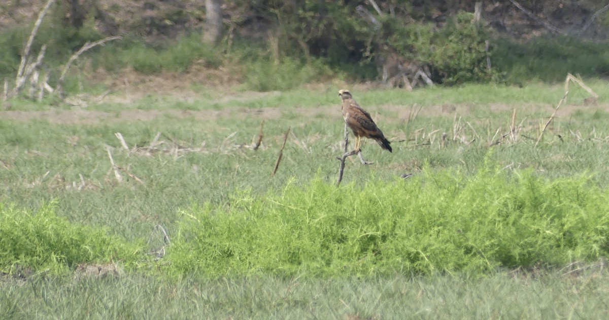 Savanna Hawk - ML647024910