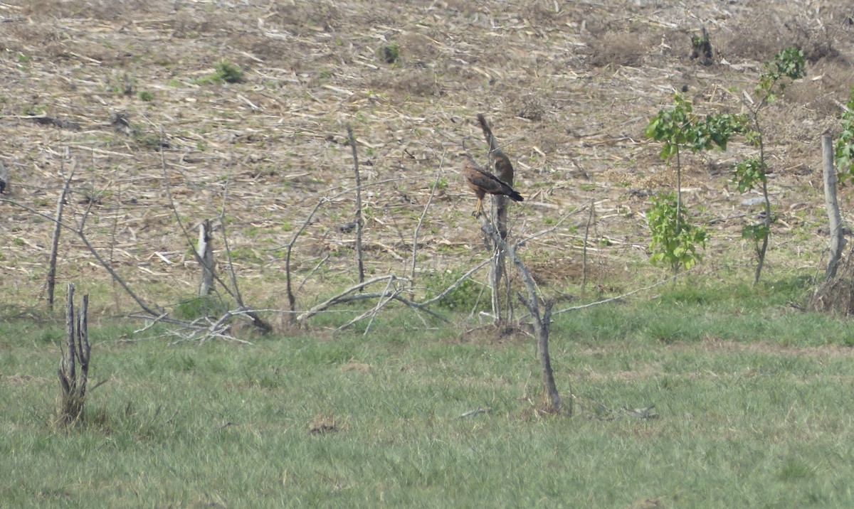 Savanna Hawk - ML647024911