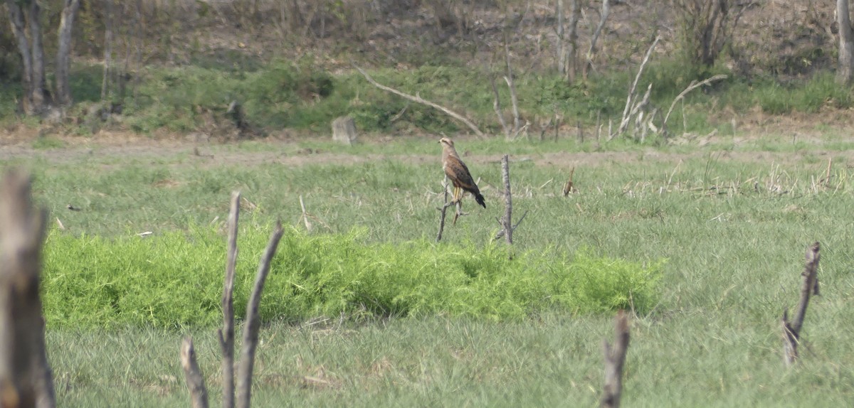 Savanna Hawk - ML647024912