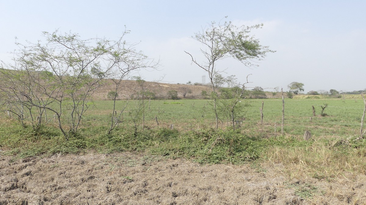 Savanna Hawk - ML647024913