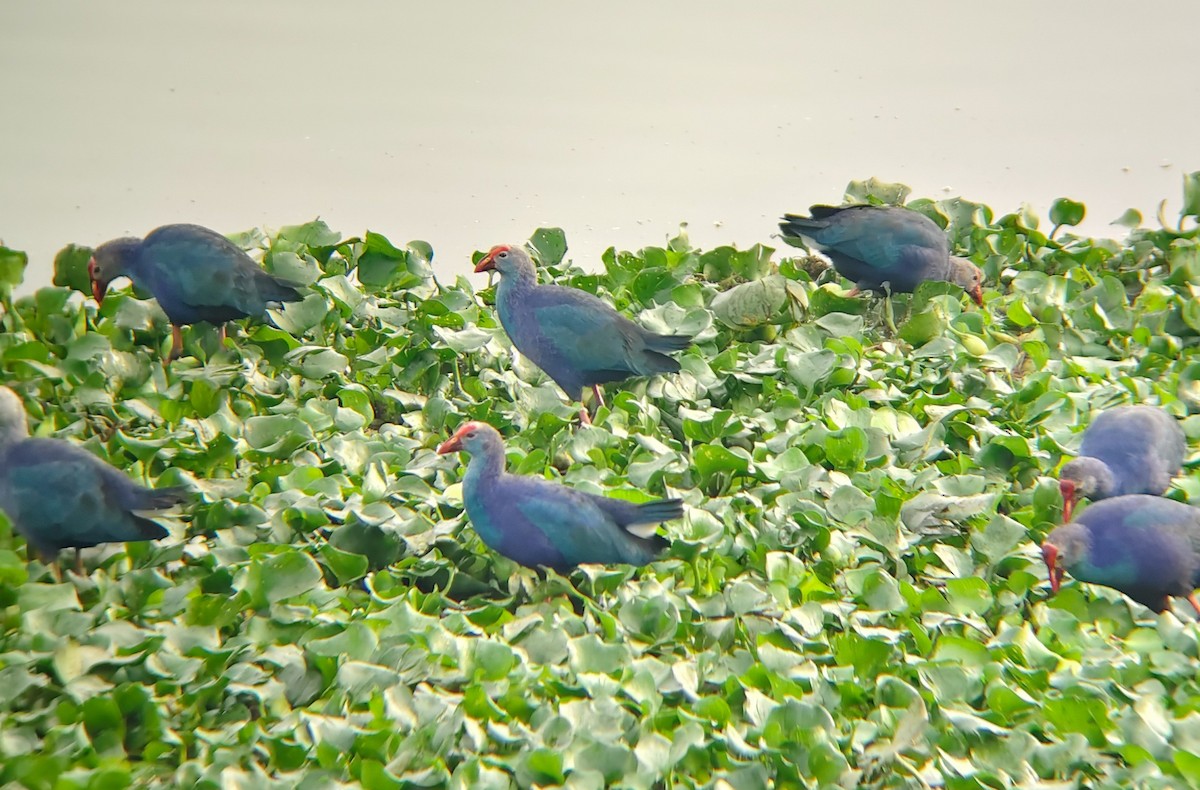 Uroilo urdin burugrisa - ML647024914