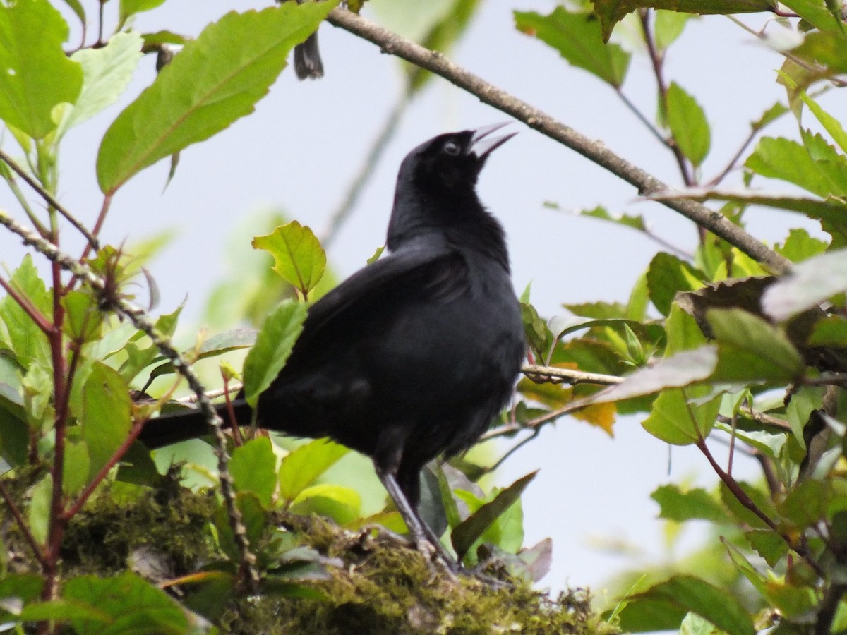 Scrub Blackbird - ML647024926