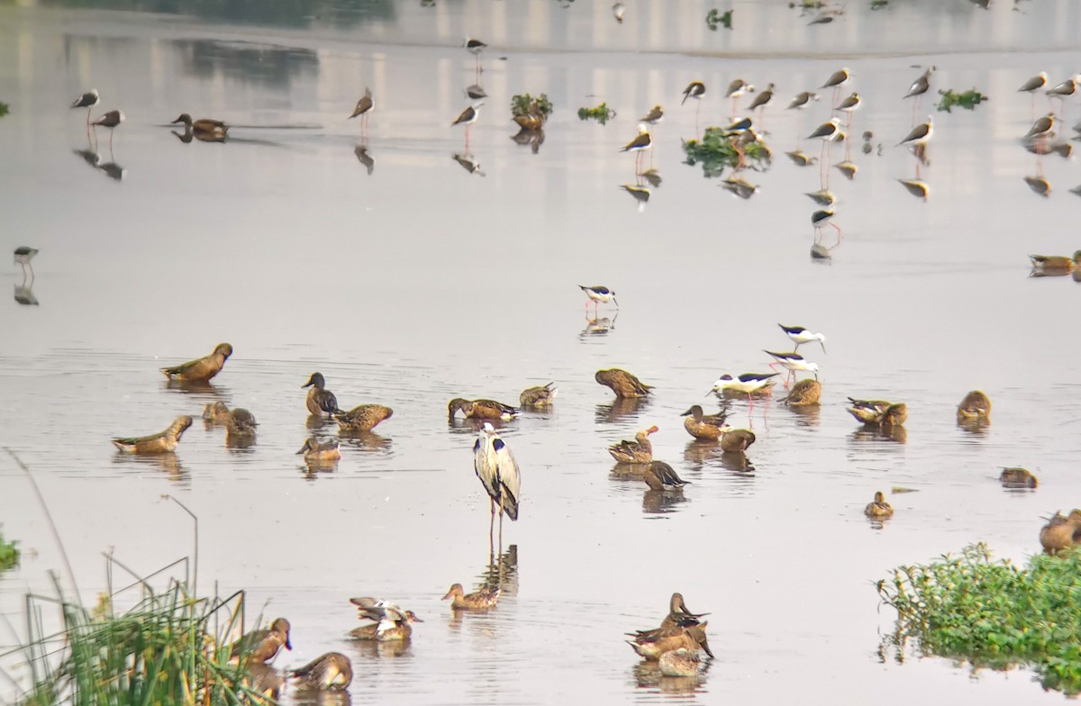 Black-winged Stilt - ML647024927