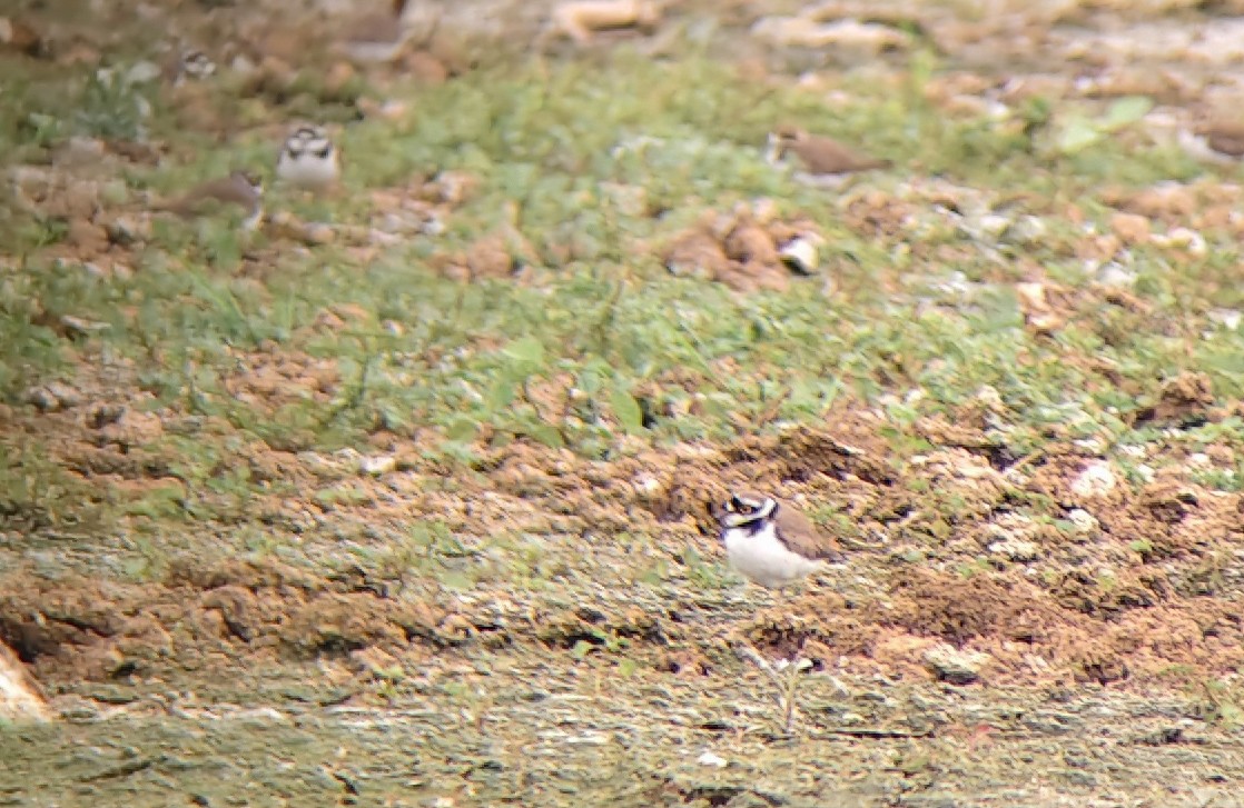 kulík říční - ML647024929