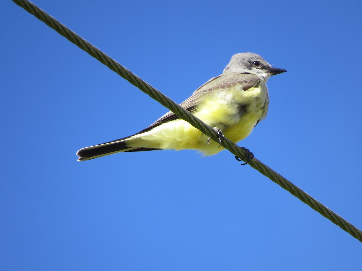 Tyran de l'Ouest - ML647024951