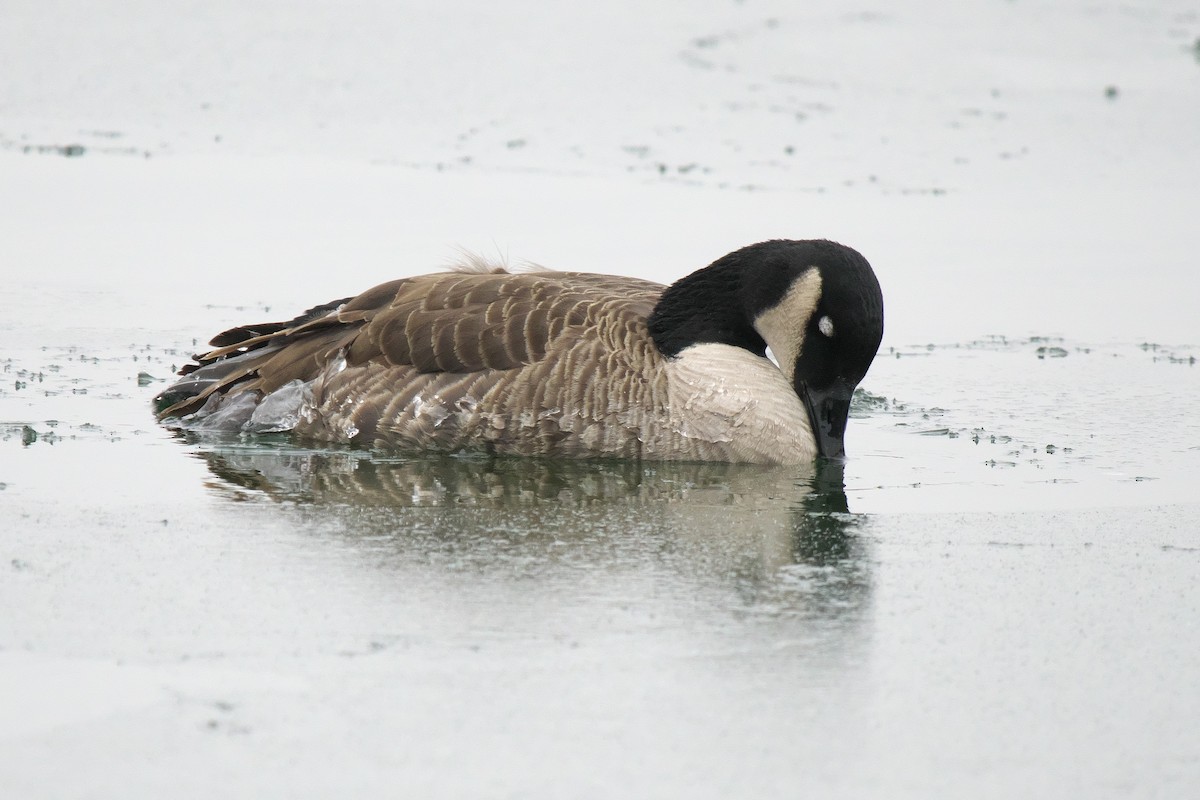 Barnacla Canadiense Grande - ML647024956