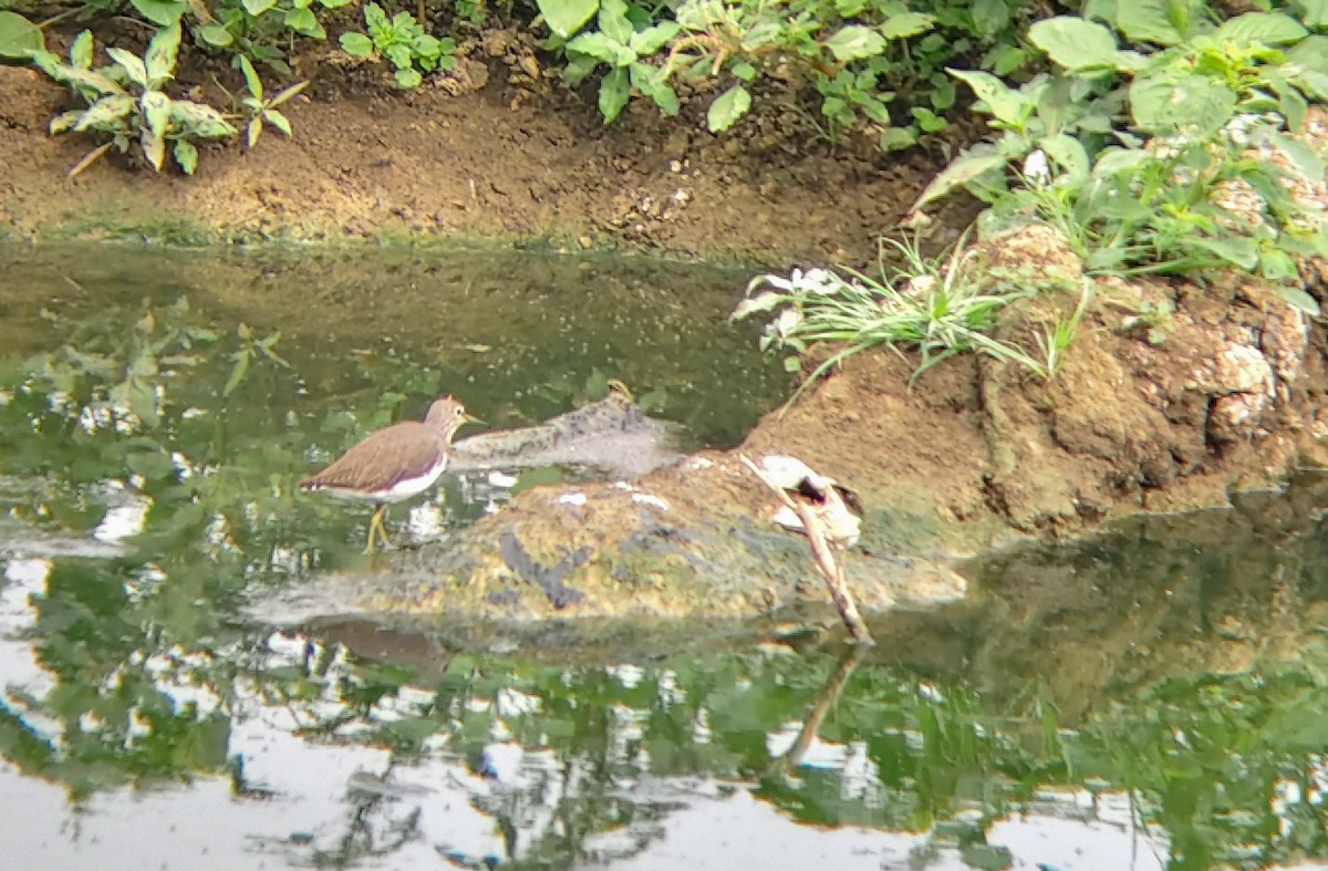 vodouš bahenní - ML647024966