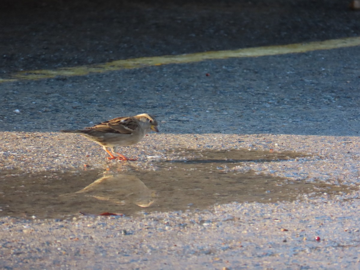 vrabec domácí - ML647024968