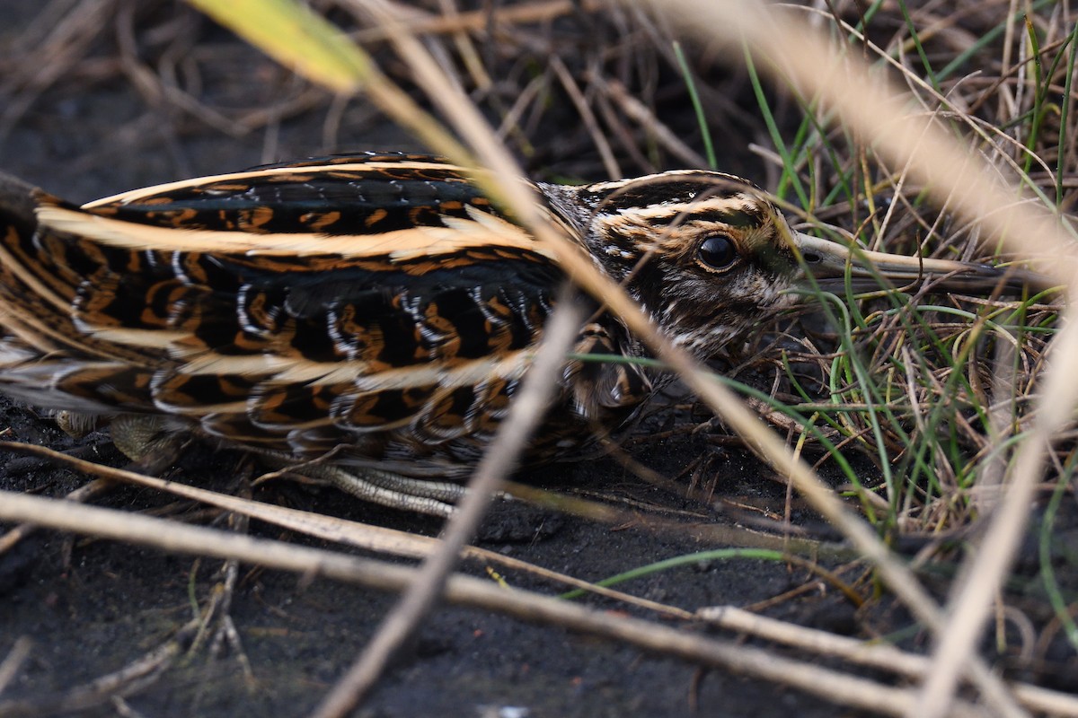 Jack Snipe - ML647024969