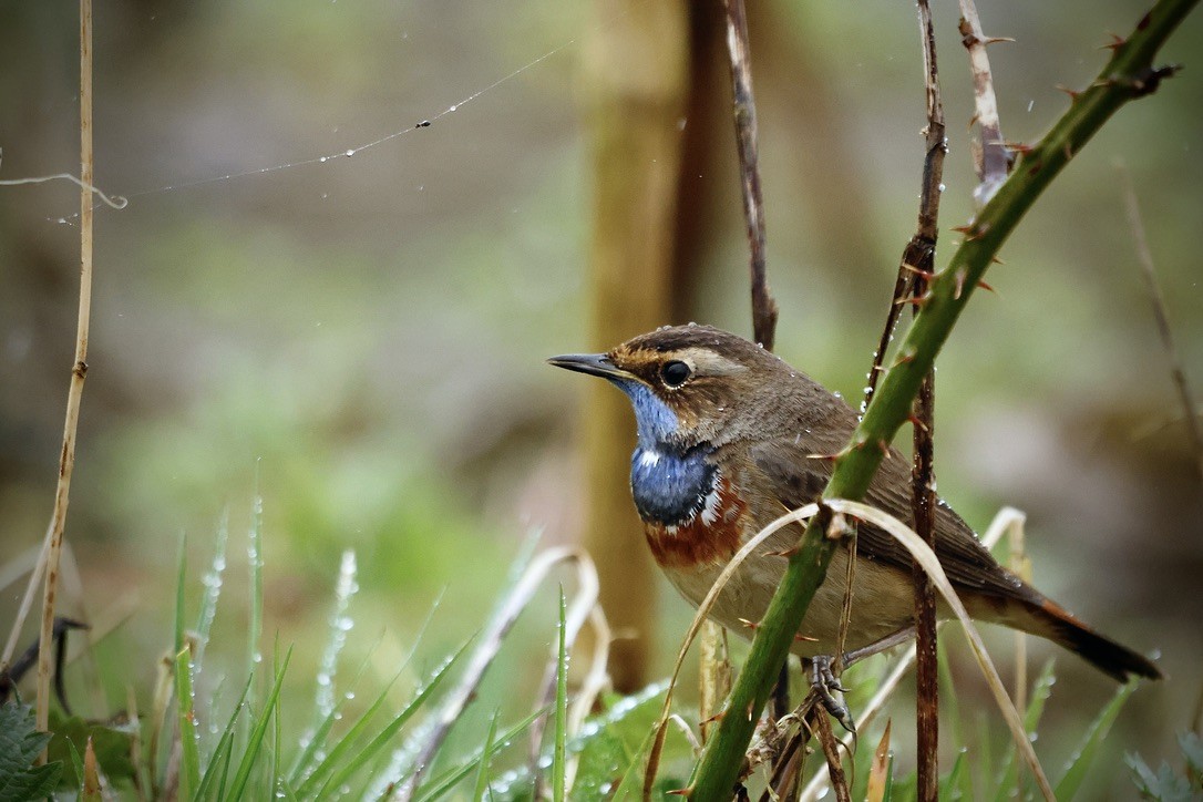 Bluethroat - ML647024970