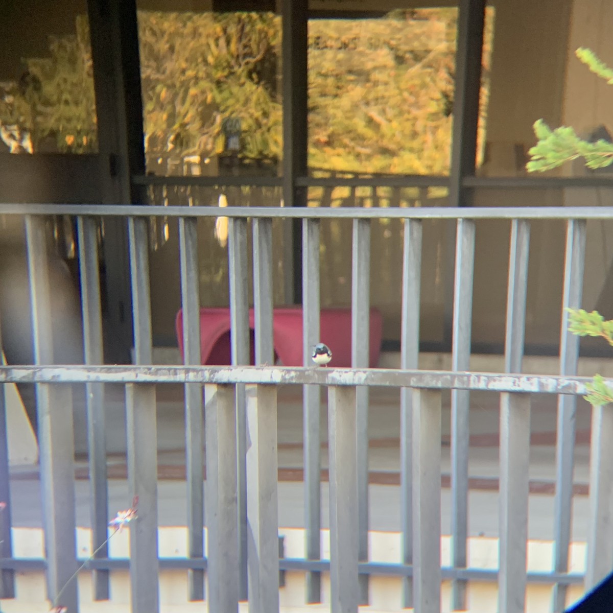 סבכון שחור-גרון - ML647024971