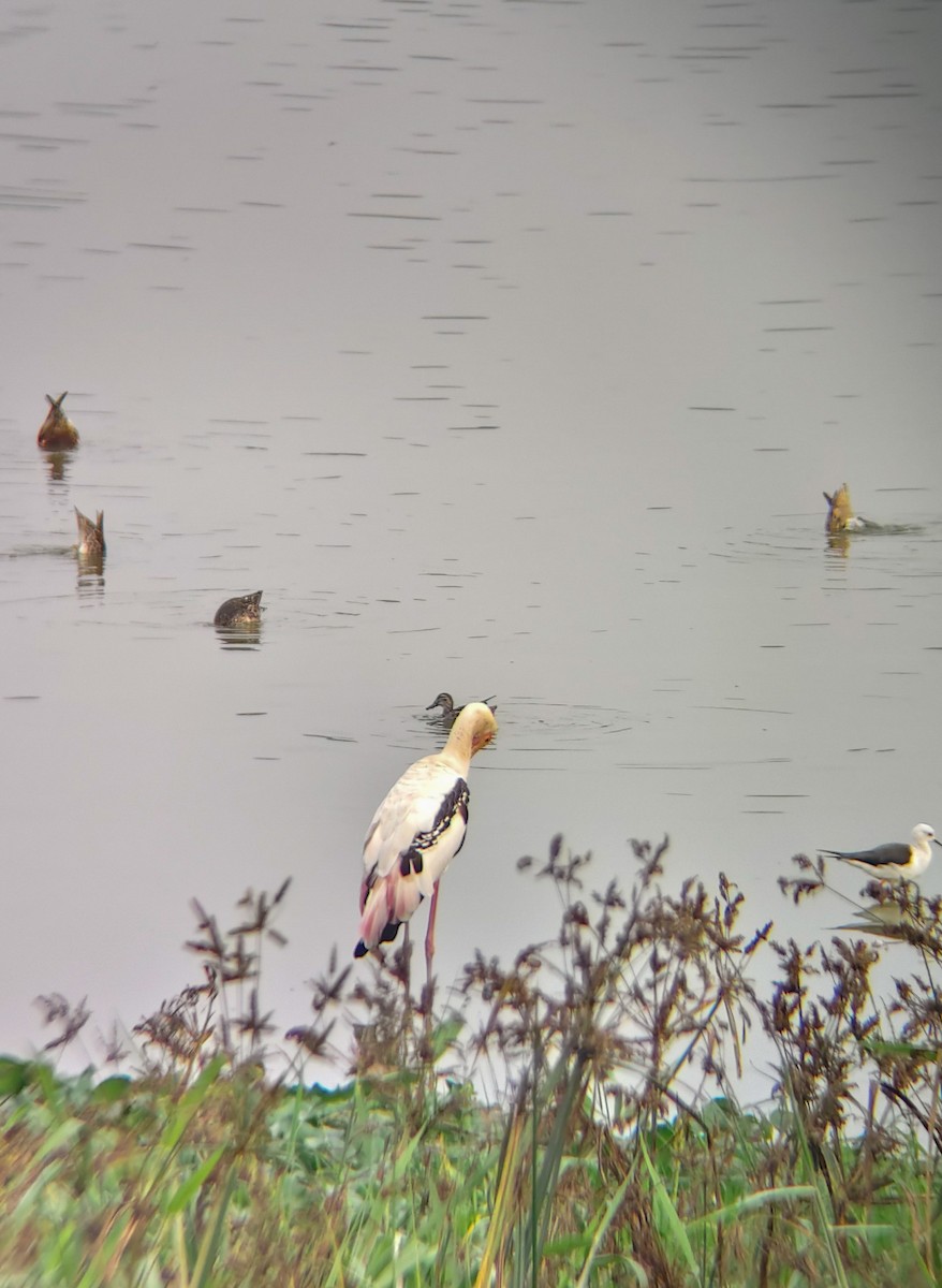 nesyt indický - ML647024972